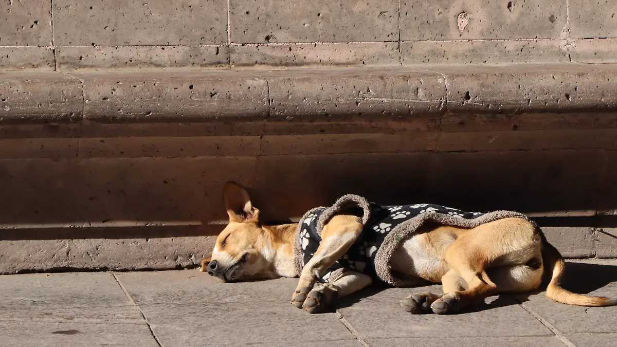 PERROS Y GATOS EN LA CALLE  (5)